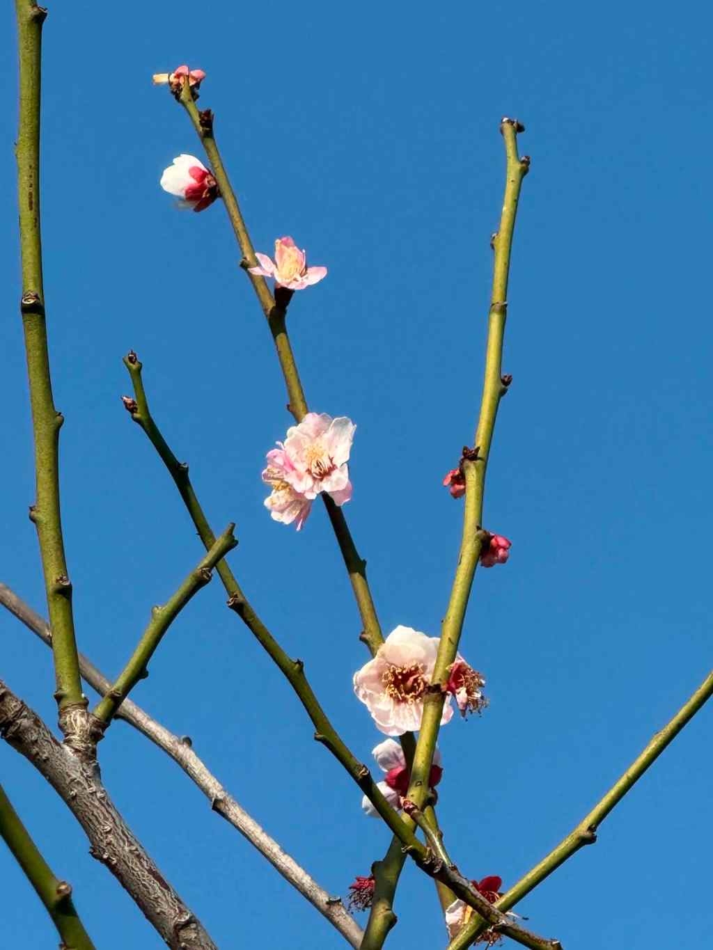 Japan Sakura